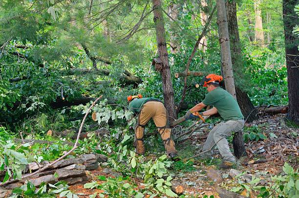 Tree Removal for Businesses in Maxwell, CA